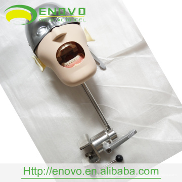 EN-U6 Alta Qualidade Preço Competitivo II Tipo Dental Head Model Fabricante na China